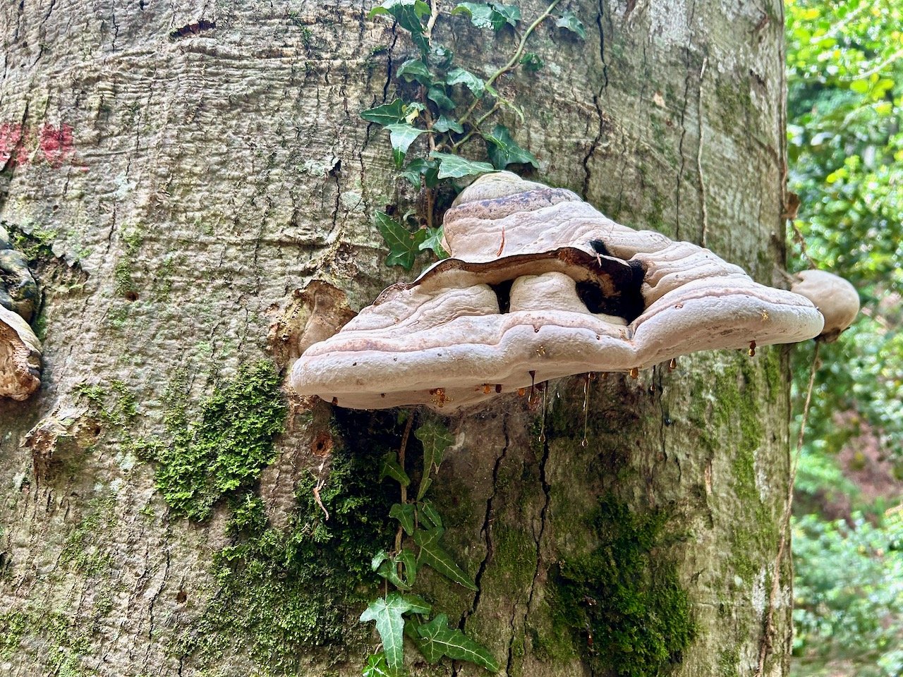 A closer look at the paler funghi growing from the tree trunk