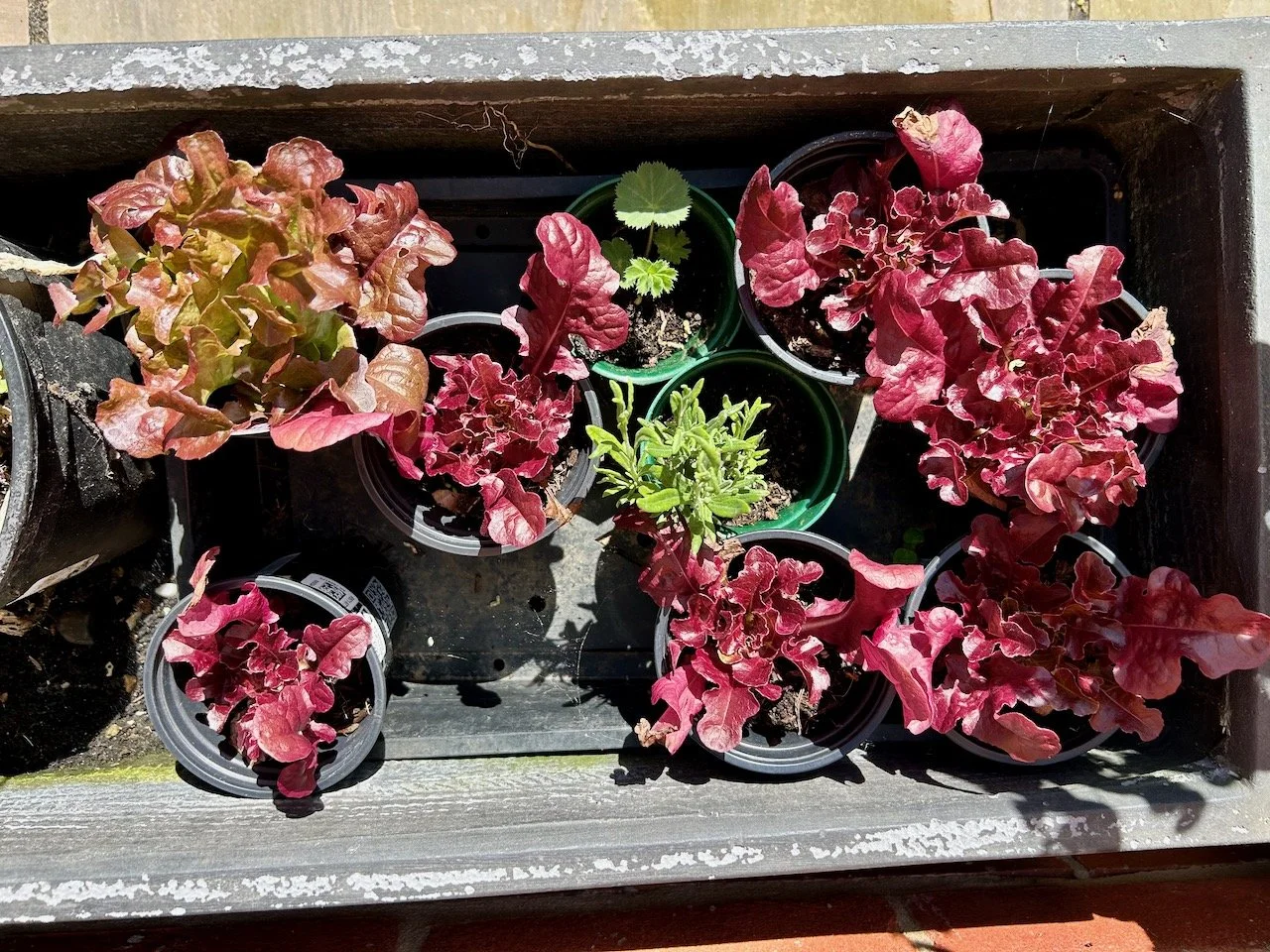 Lettuces - one almost ready to eat, the lavender and ladies mantle from the gravel seedlings