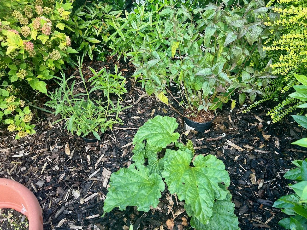 checking progress on the newly planted rhubarb