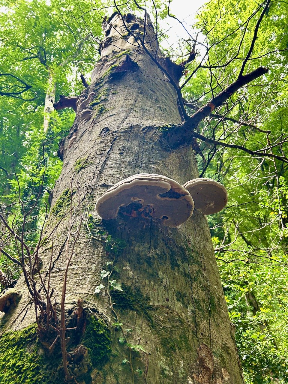 Looking up the tree's trunk and to the underside of the funghi