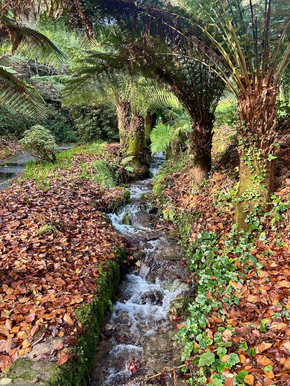 A path through the garden following the stream, tree ferns alongside the stream and the banks covered in autumn leaves