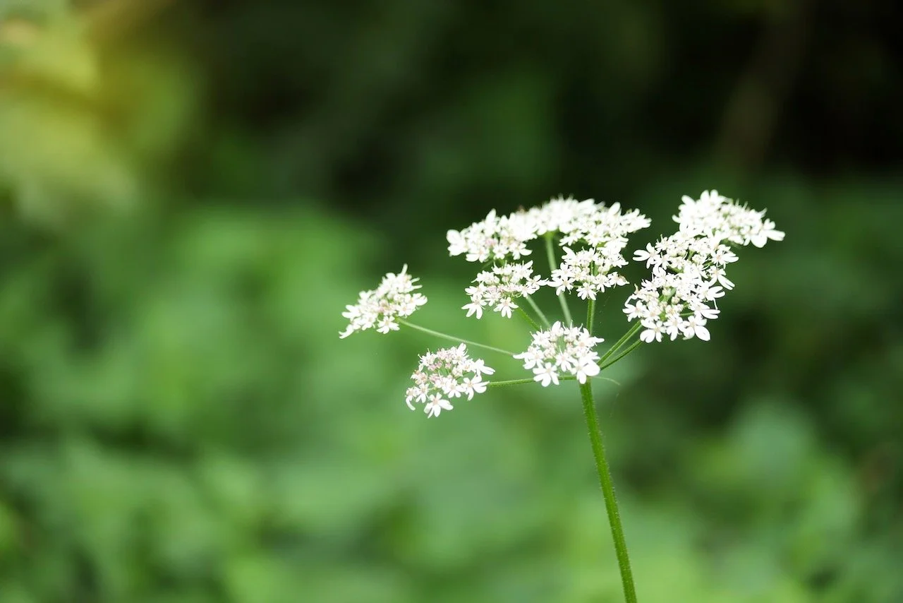A delicate white flowering cowslip against a green background