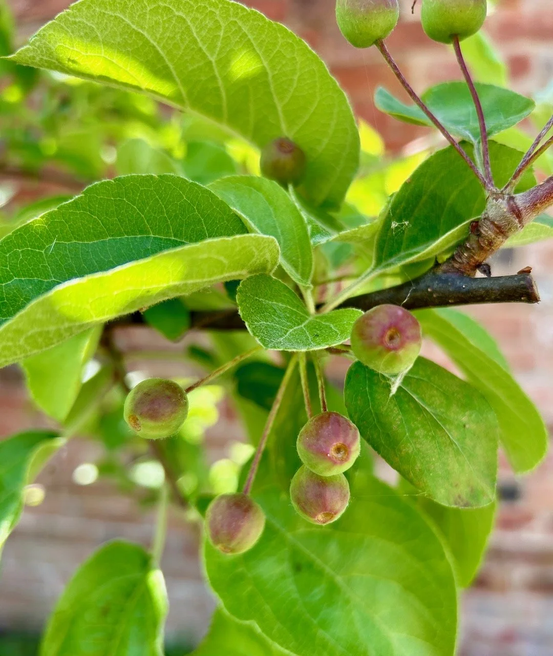A bunch of crab apples on the small crab apple tree