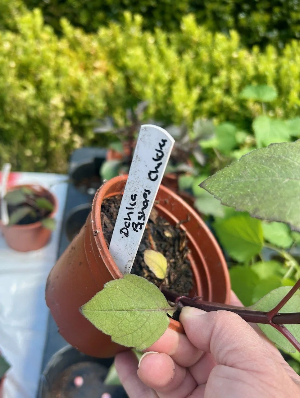 Buying small dahlias for charity