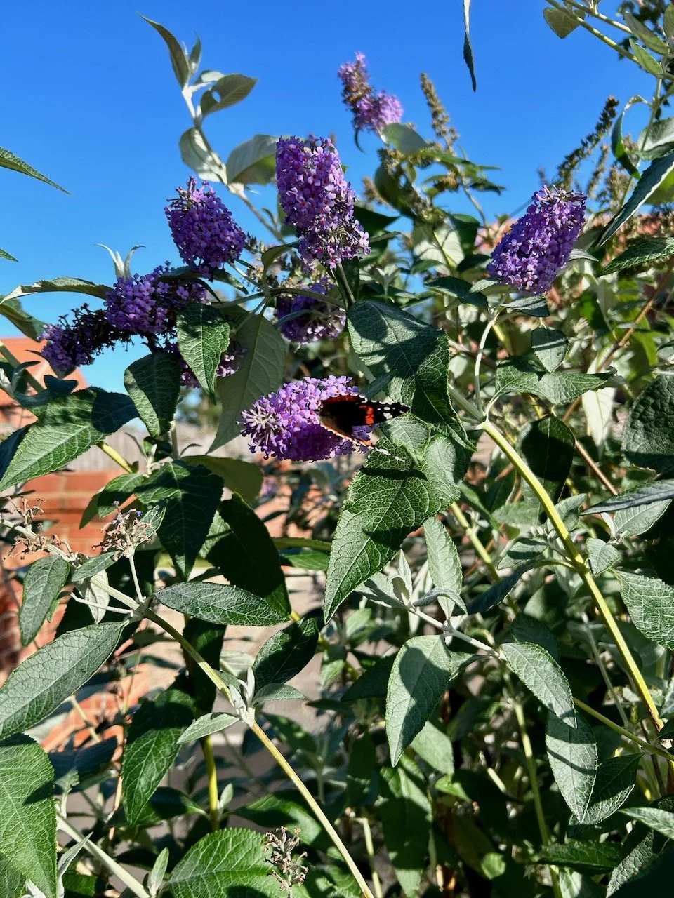 The middle of october and very blue skies above the buddleia which is still being visited by butterflies, one is on the flower in the centre of the picture