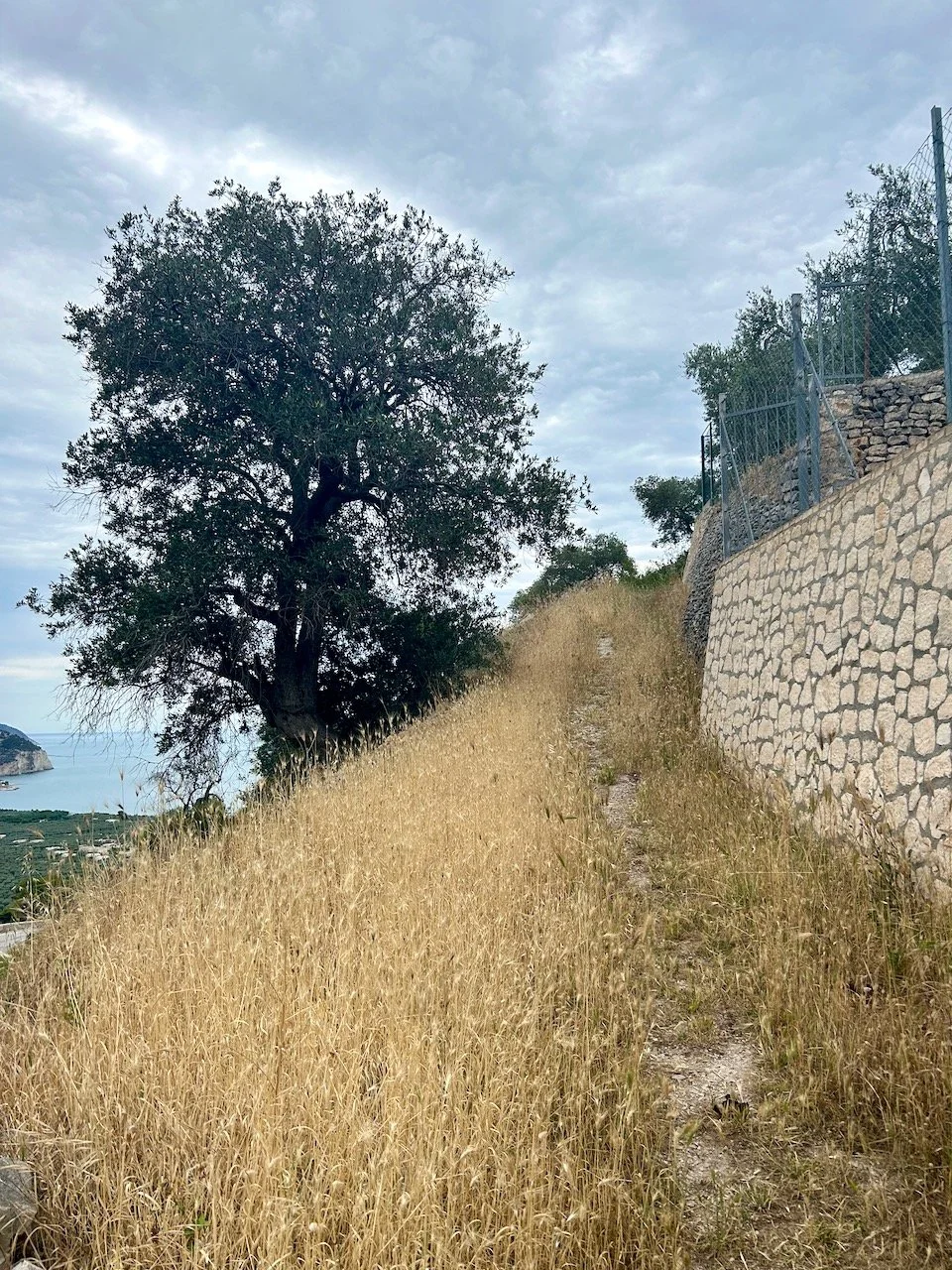 Taking the wrong path skirting the wall amongst dried grass
