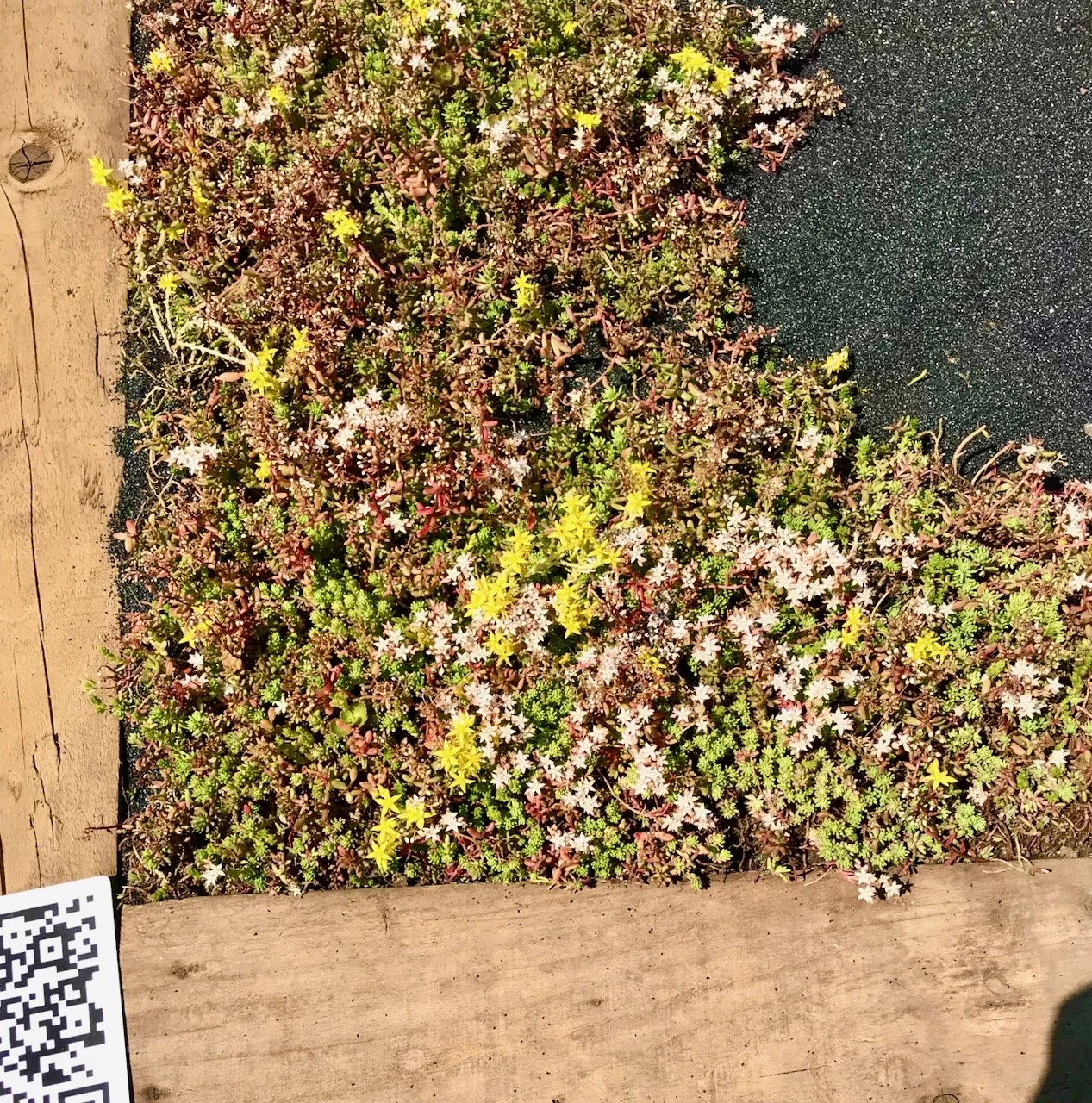 small sedum like ground covering plants  in one corner of the beautiful border, encroaching onto the volcanic sand