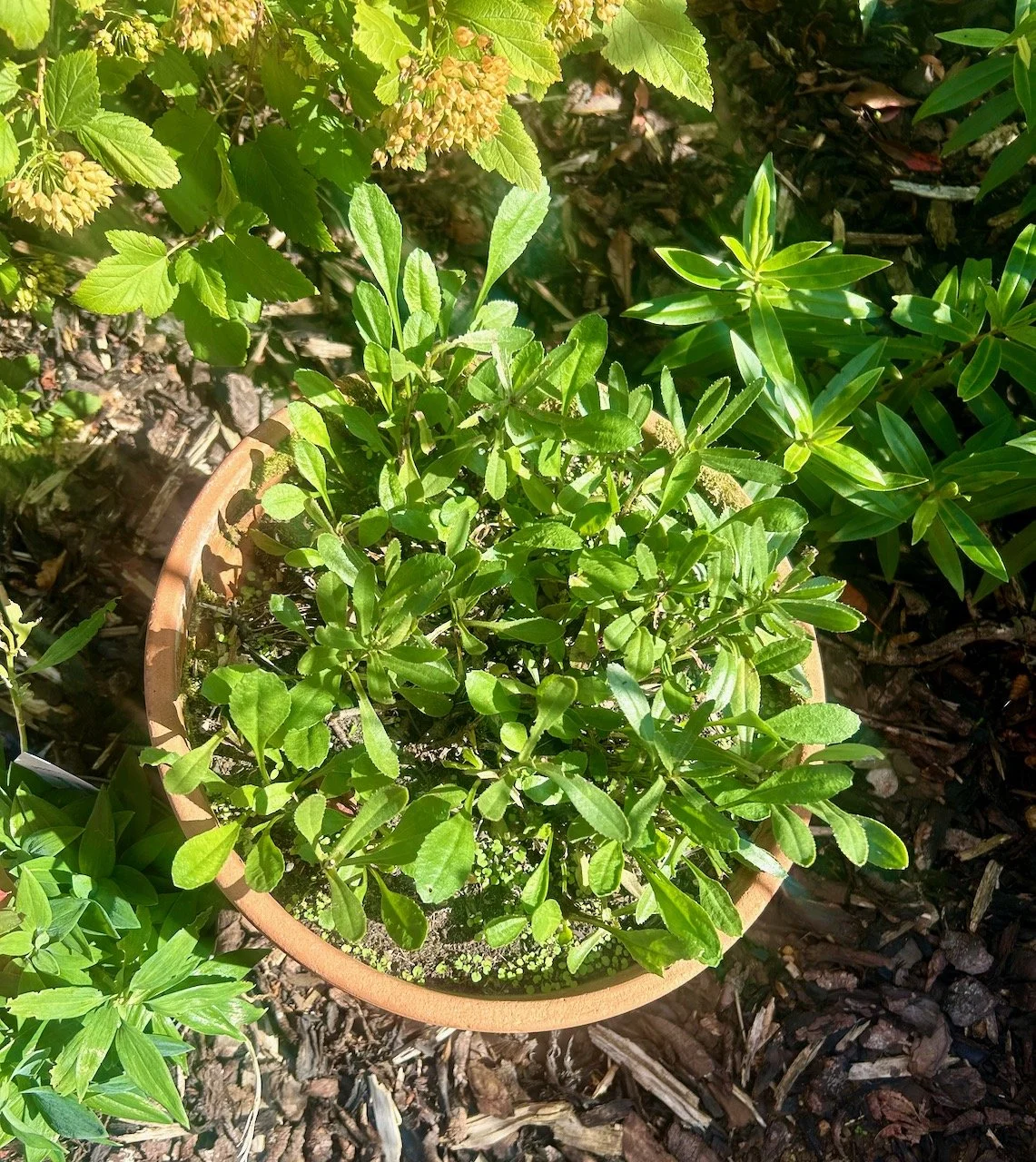 Green again daisies, recovering from drought