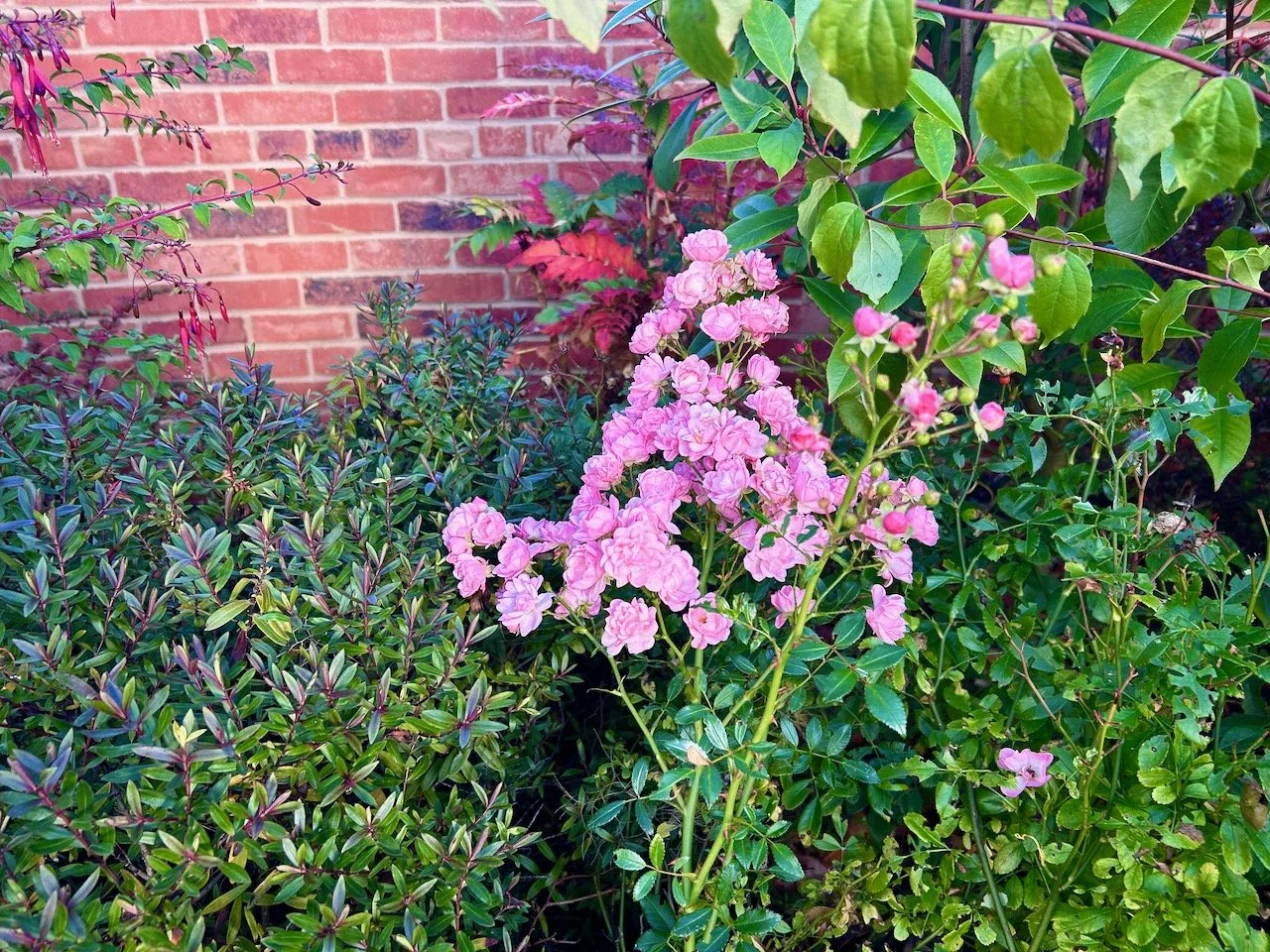 Many small pink roses in flower with the hebe and mock orange providing cover