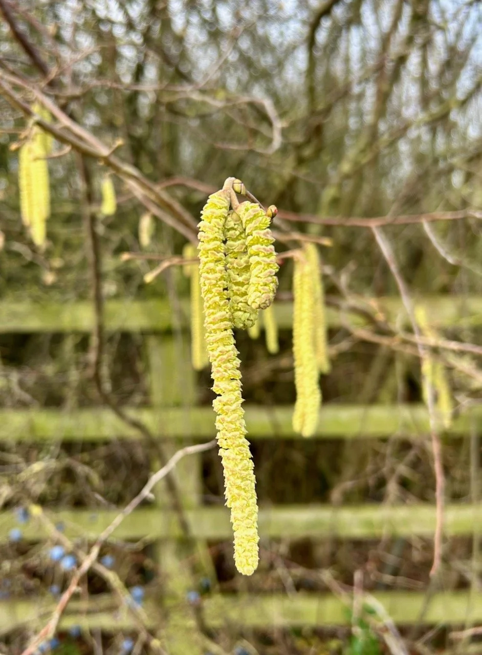 citrussy green/yellow fresh catkins