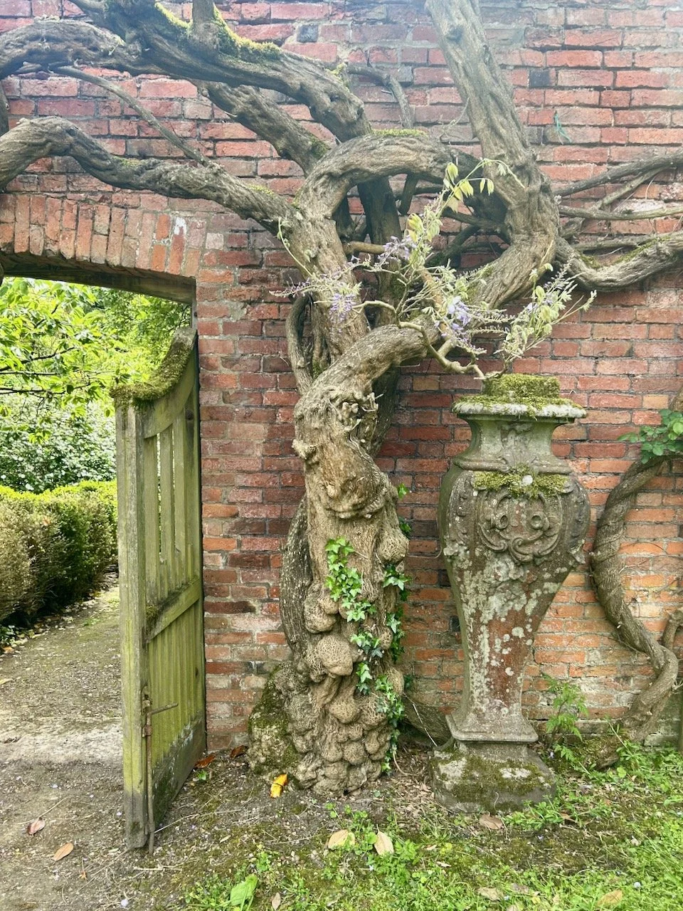 An old and twisty/gnarly wisteria trunk by the gate out and alongside an urn like statue