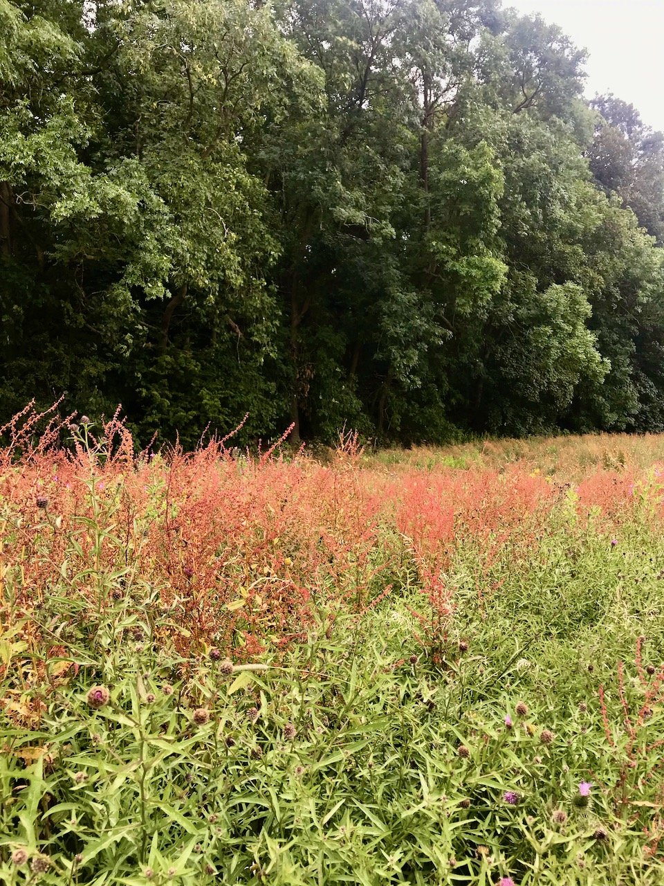 a sea of red most likely weeds in front of trees as the path opened up
