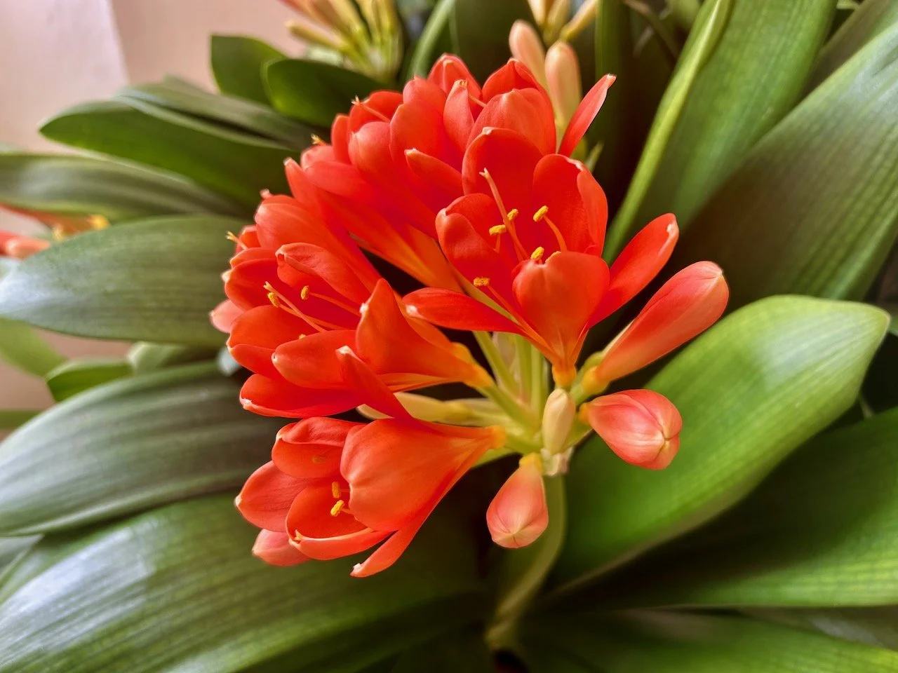 Gorgeous orange blooms against the foliage