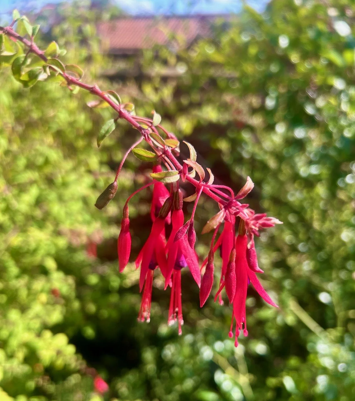 A branch of dancing fuchsias