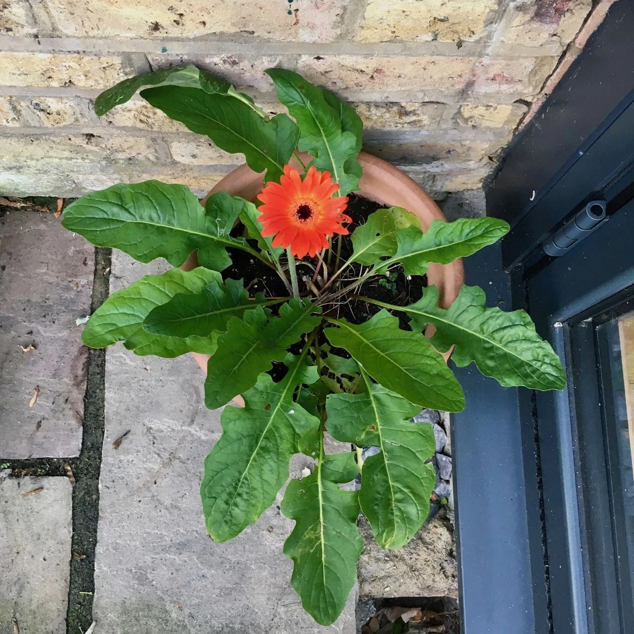 An orange gerbera growing in a terracotta pot  with a brick wall in the background