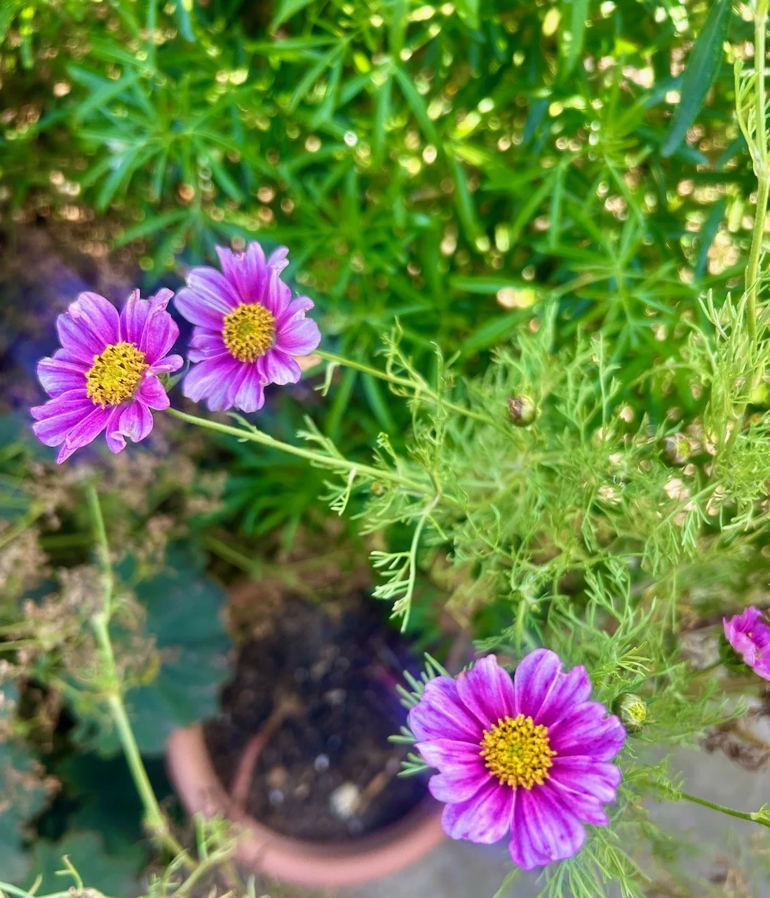 Cosmos flowers, buds and seedheads