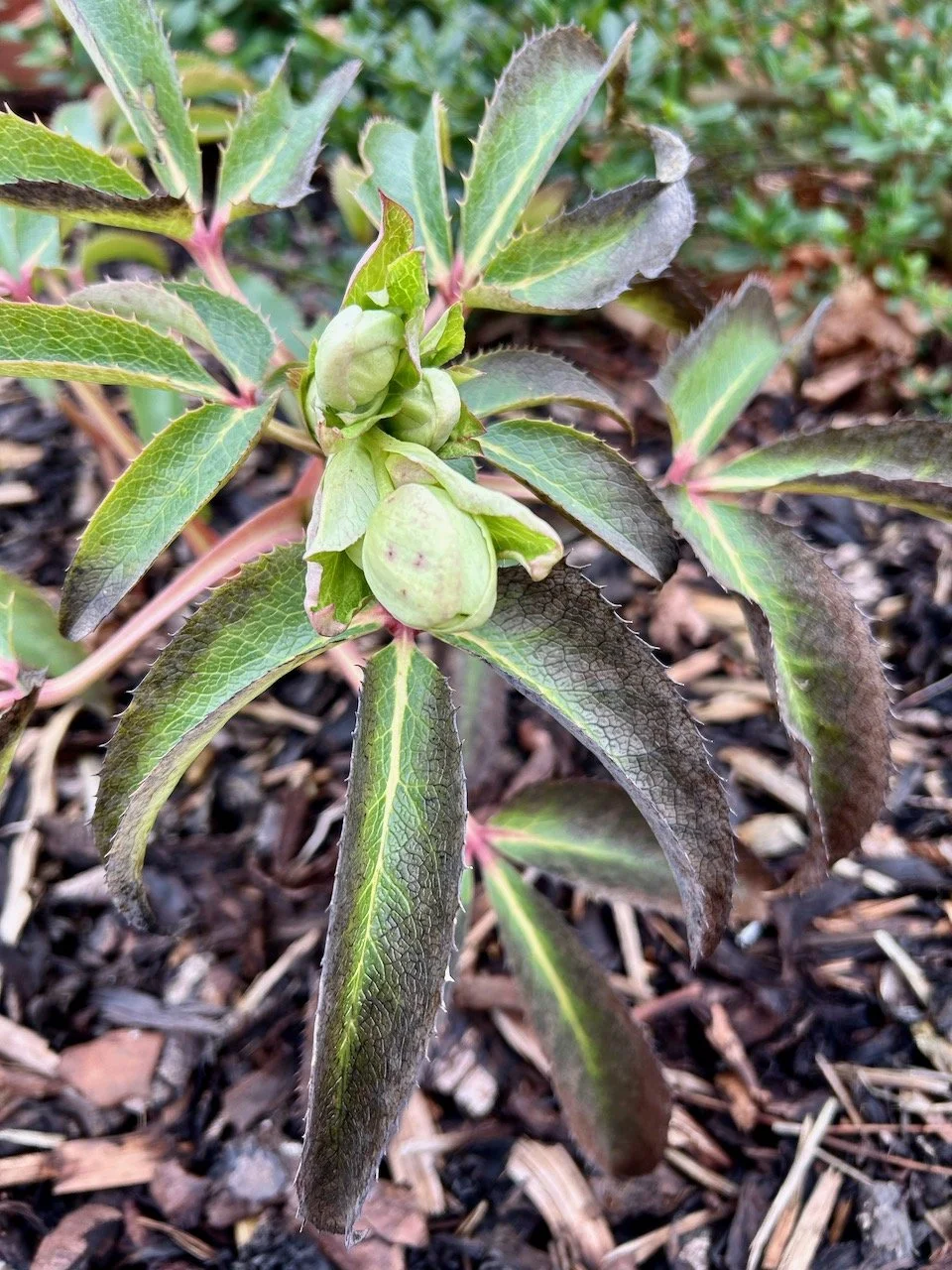 Flowers starting to form on the hellebore, even though the leaves appear to be blackening