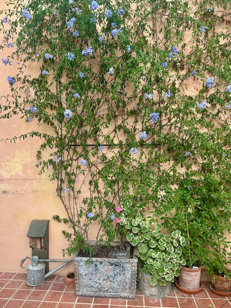 Blue flowers of the plumbago climbing the peach coloured wall in the conservatory
