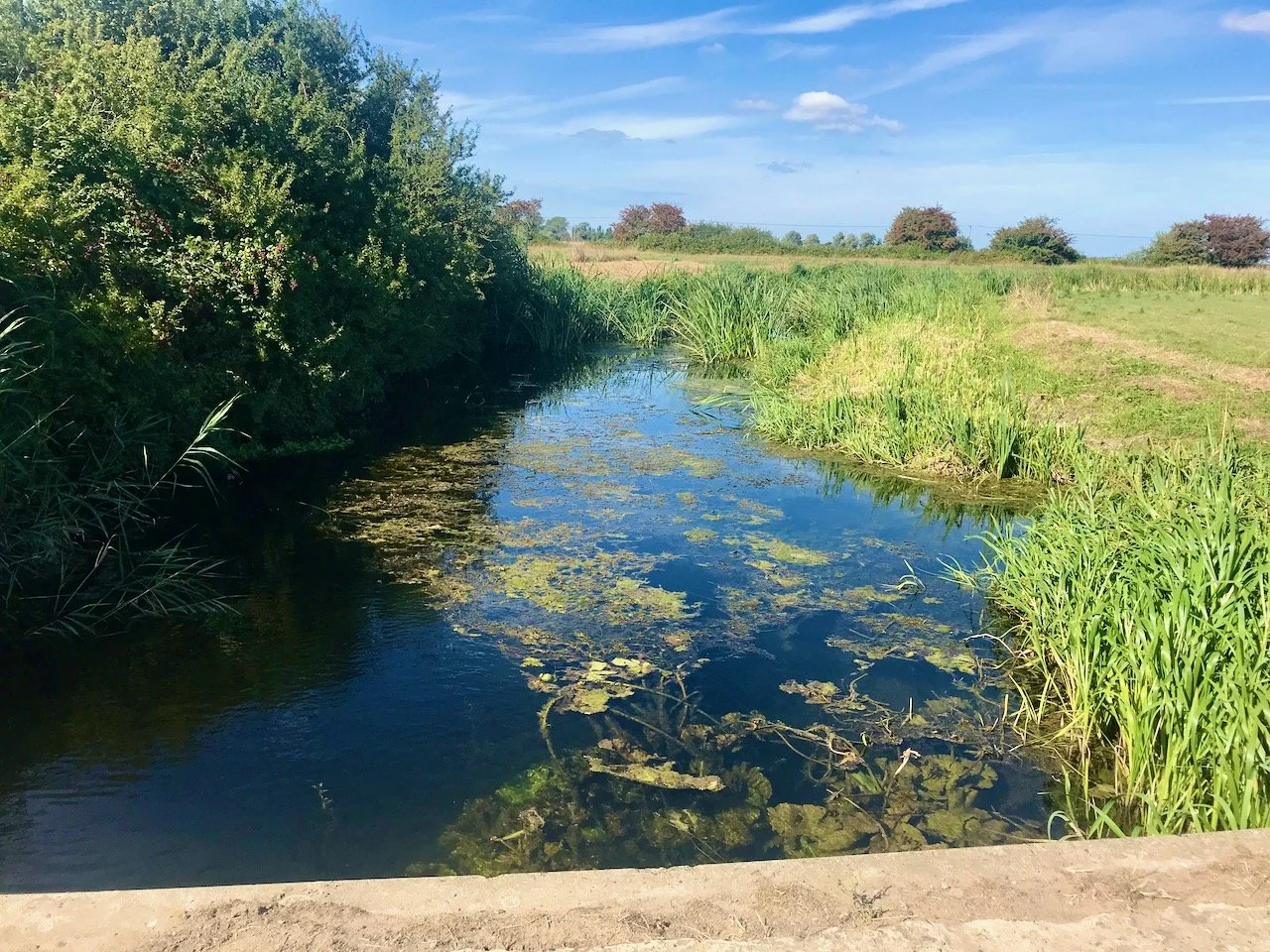Overlooking the water with reeds on the right and bushes on the left