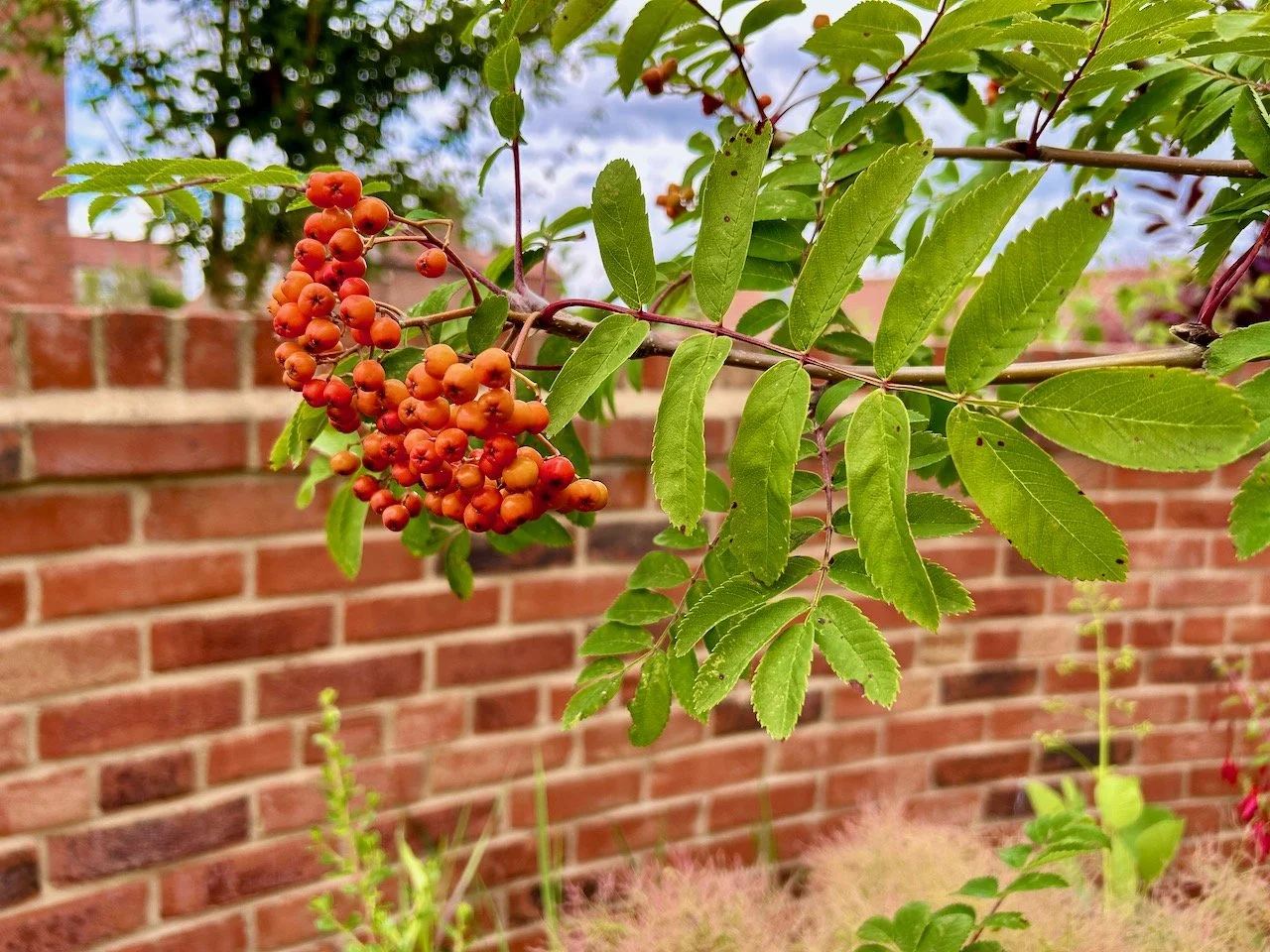 The Garden Year: July 2025