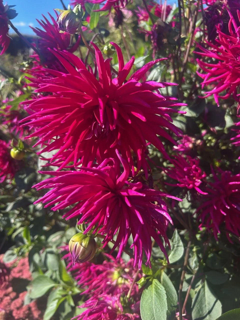 DAHLIAS IN THE WALLED GARDEN