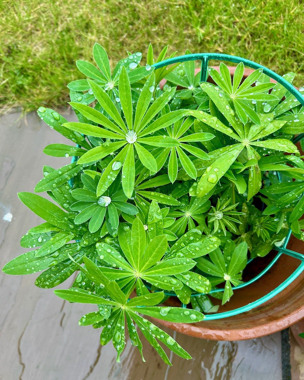 Lupins covered in raindrops