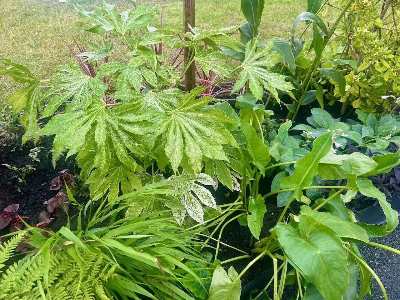 Fatsias and Lords and Ladies densely planted