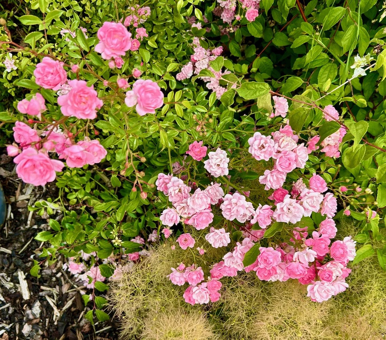 a pale pink rose bush in full bloom