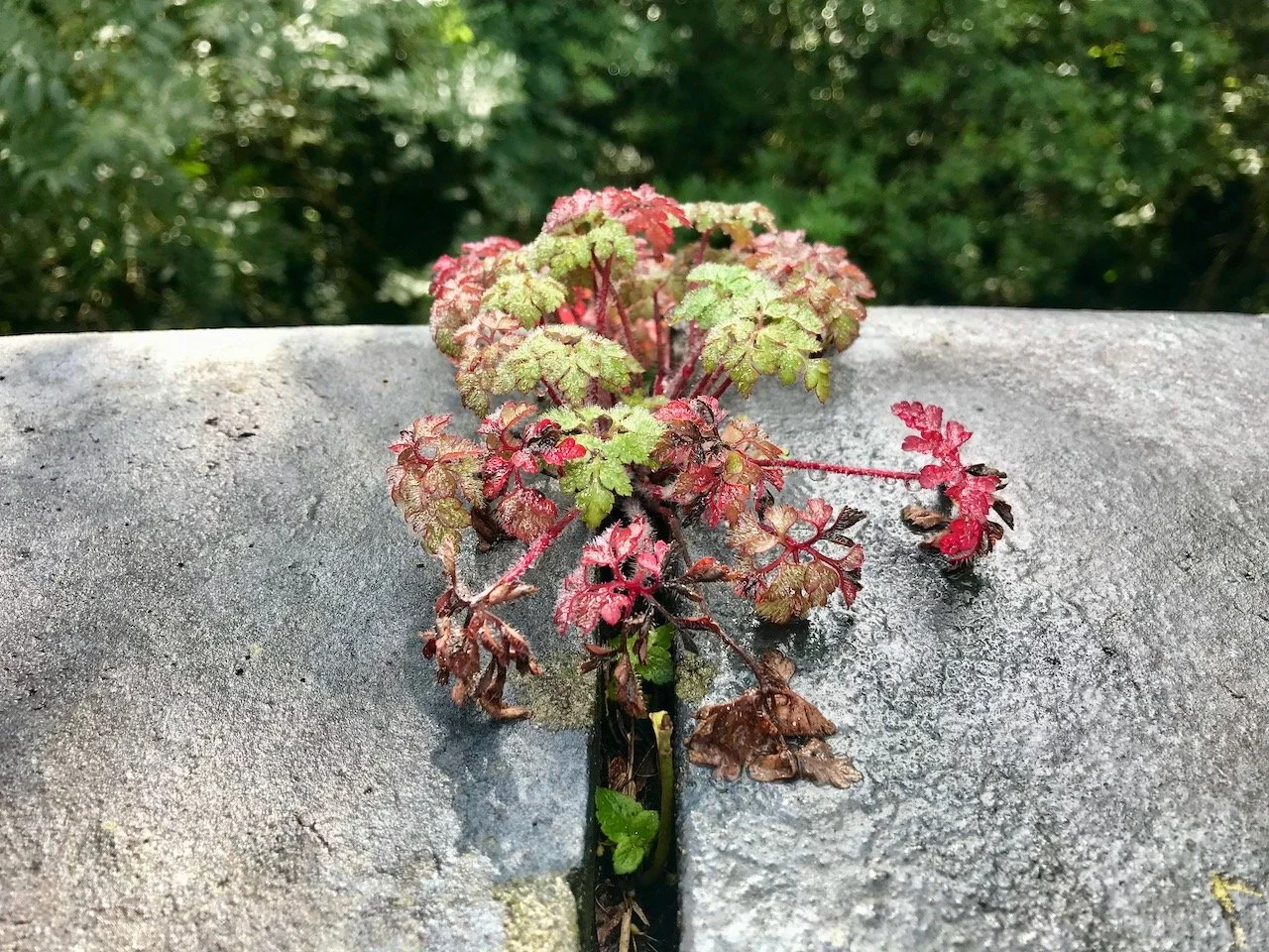 Weeds covered in morning dew growing from a crevice on the top of a wall
