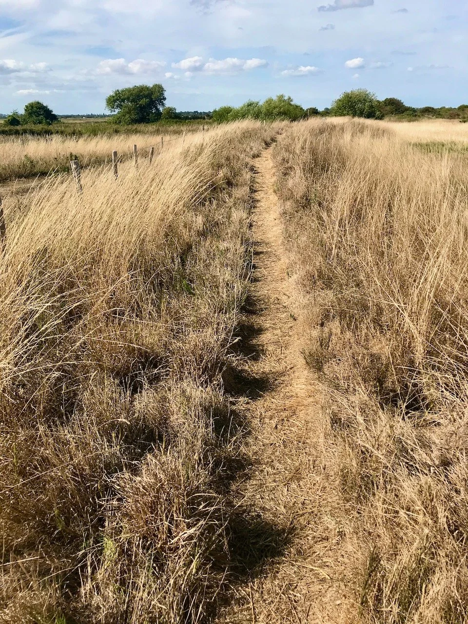 A yellow grassy path through long yellow grass with a wire fence on the left