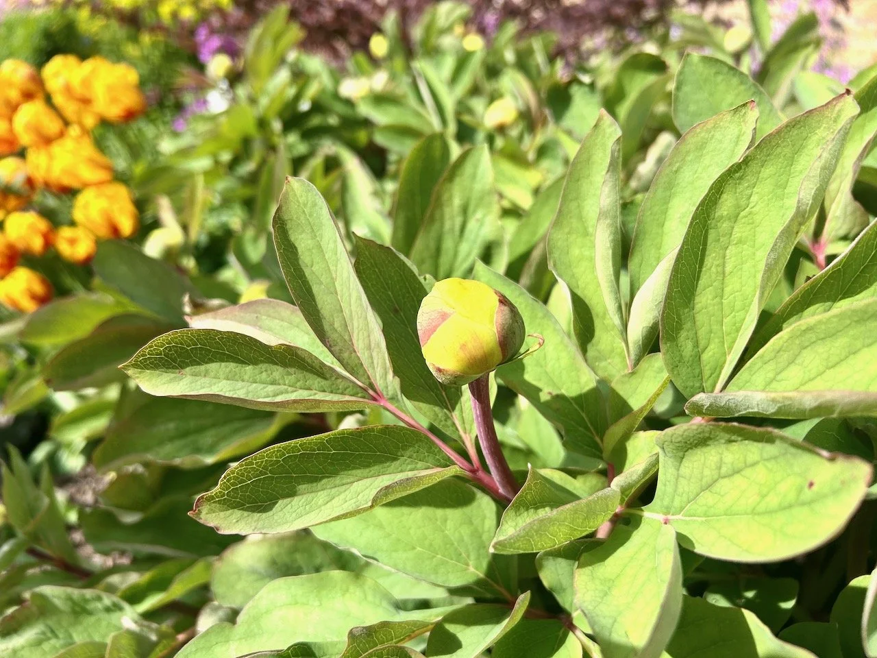A single peony bud getting ready to burst open