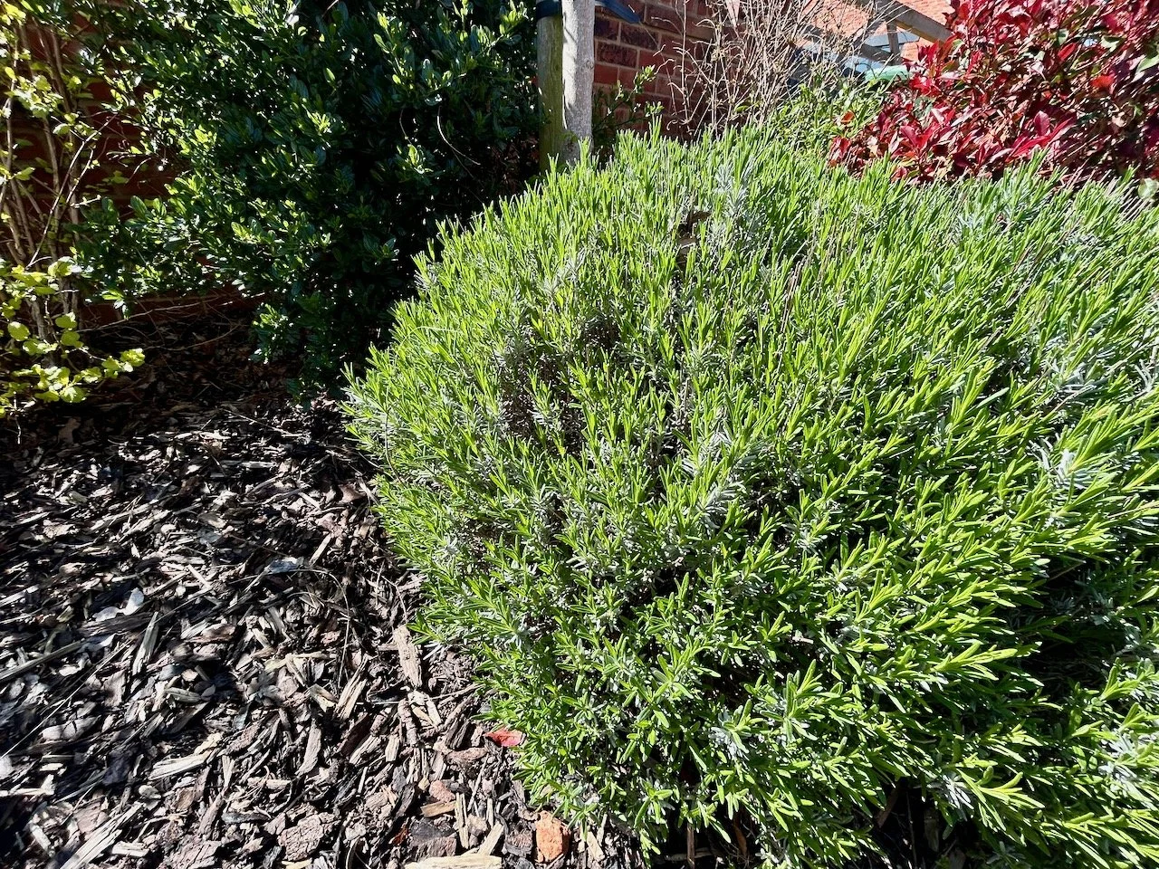 Healthy signs of life on this lavender bush