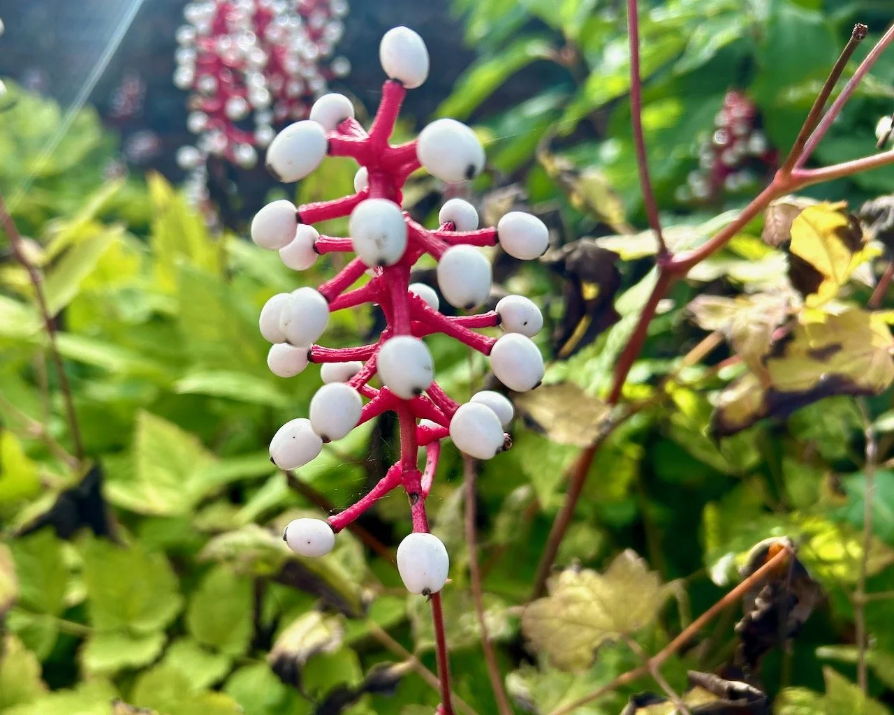 White berries on a red stem