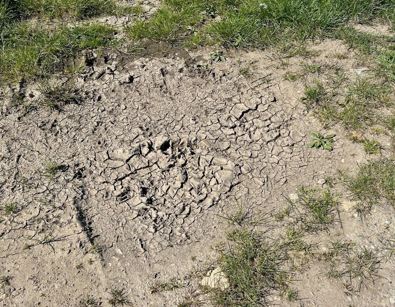 cracked mud - showing how much drier the path is this month