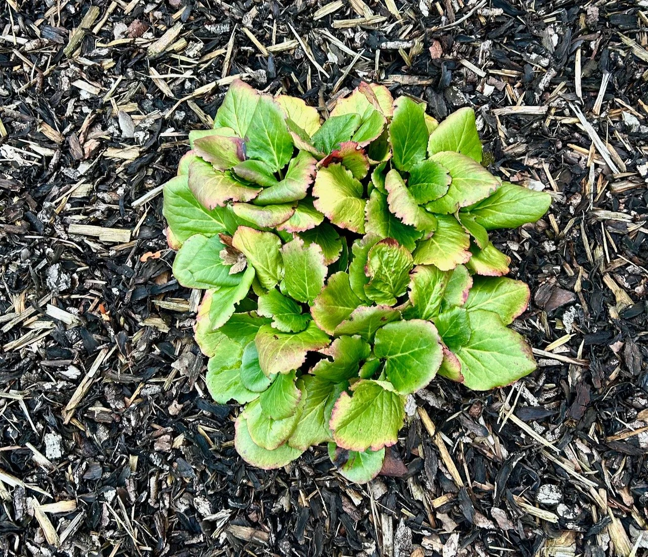 Looking down on the compact setting of elephant ears