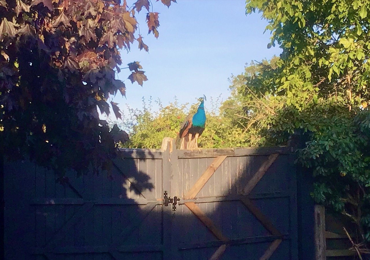 A peacock casually sitting on top of the garden gates