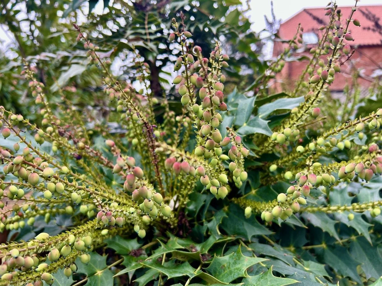 Looking into the many berries of the mahonia