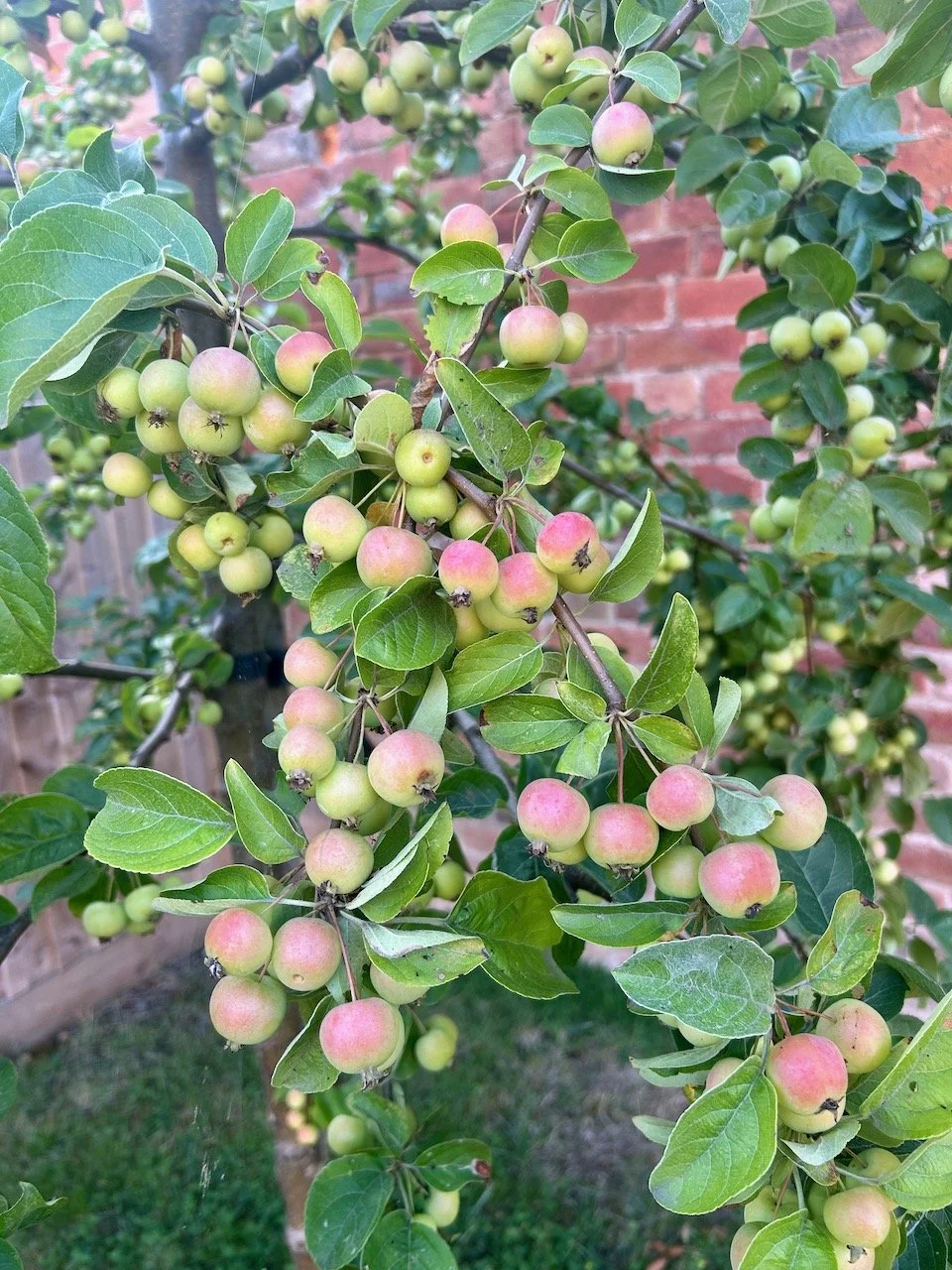 The blush of the ripening branches of crab apples