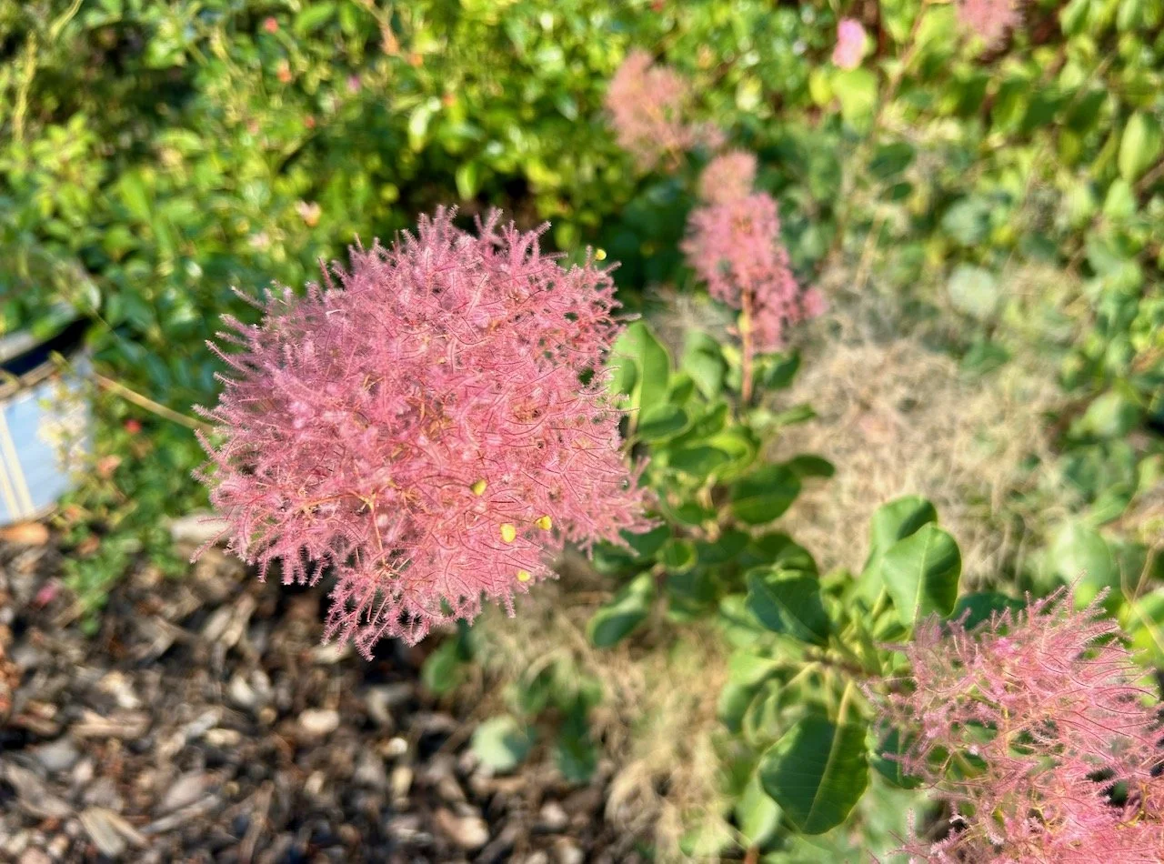 the pink fluffy flower of the smoke bush