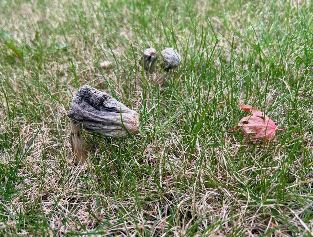 that same mushroom (and two others which also appeared) a few days later, now definitely past its best and grey/shrivelled