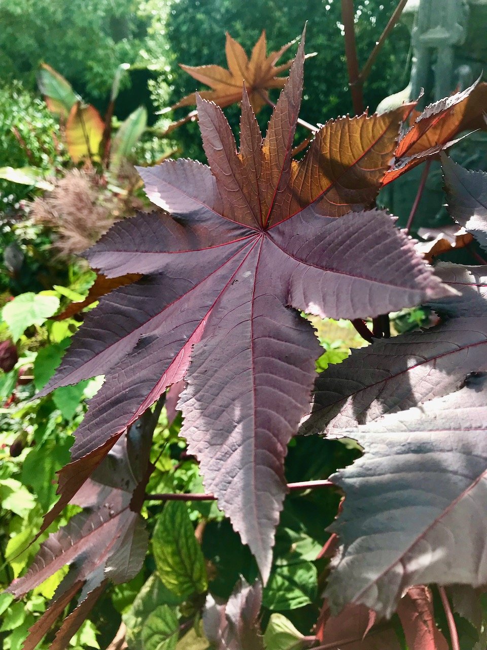 A closer shot of a one of the reddy/brown leaves which was probably as big as my head