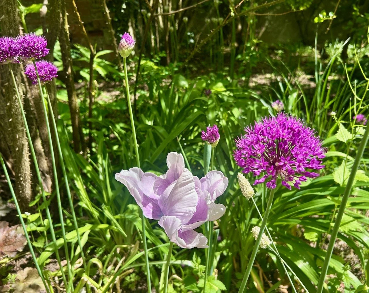 Closer look at the alliums and some lilac 'frilly ' tulips