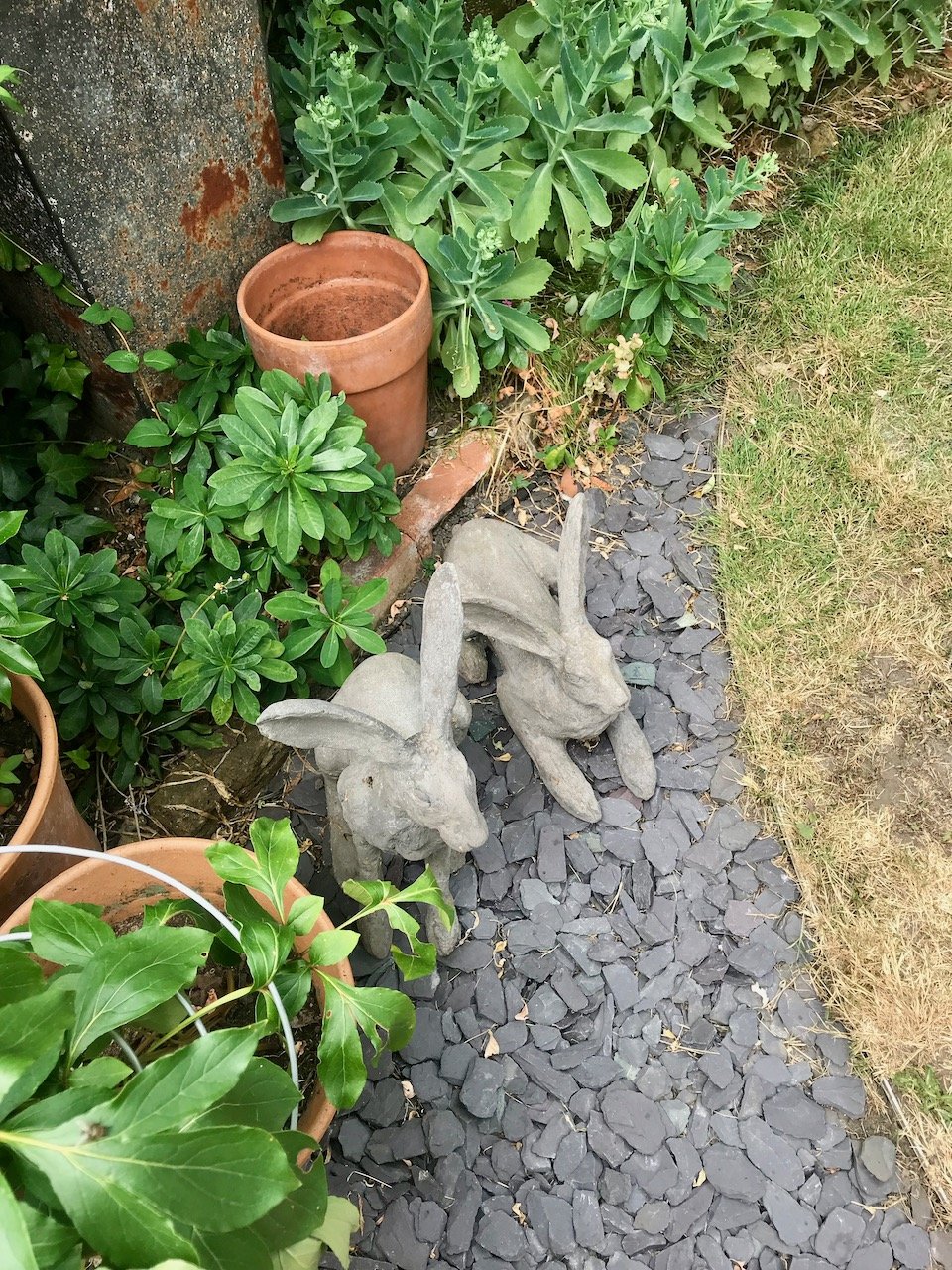 The concrete hares have moved onto the slate nearer to the house - do they suspect something's up?