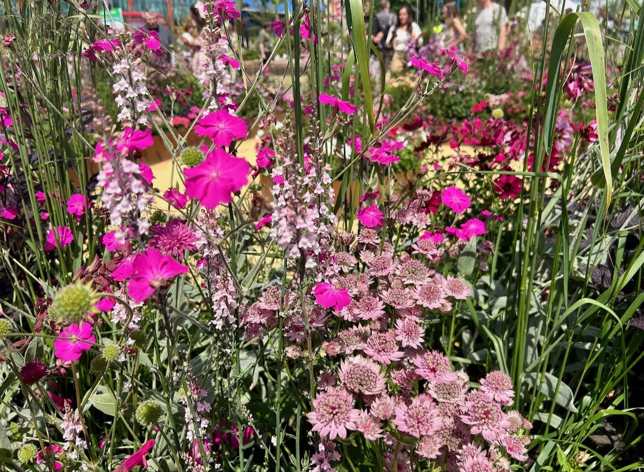 An array of pink flowerheads in Think, all things pink - Gardeners' World Live 2025