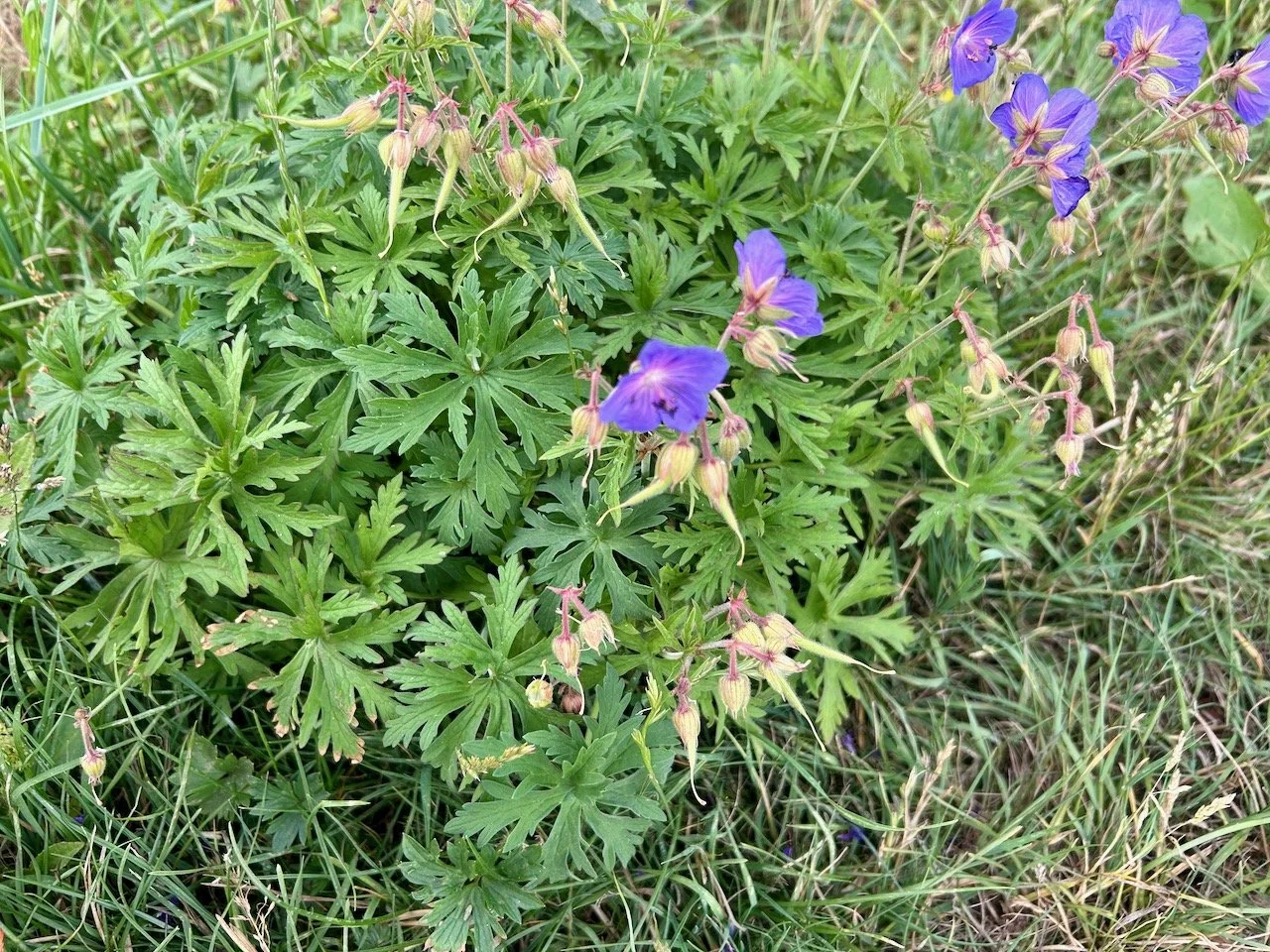 GERANIUMS GROWING IN THE VERGE BRINGING A POP OF BLUE/PURPLE