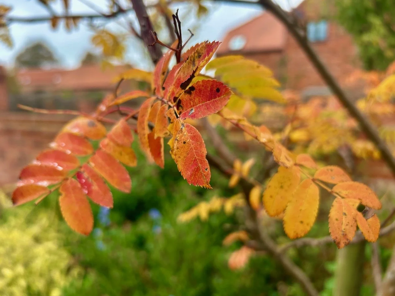 My garden in October