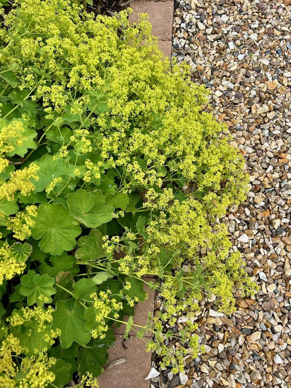 The flowering Lady's Mantle falling on to the gravel
