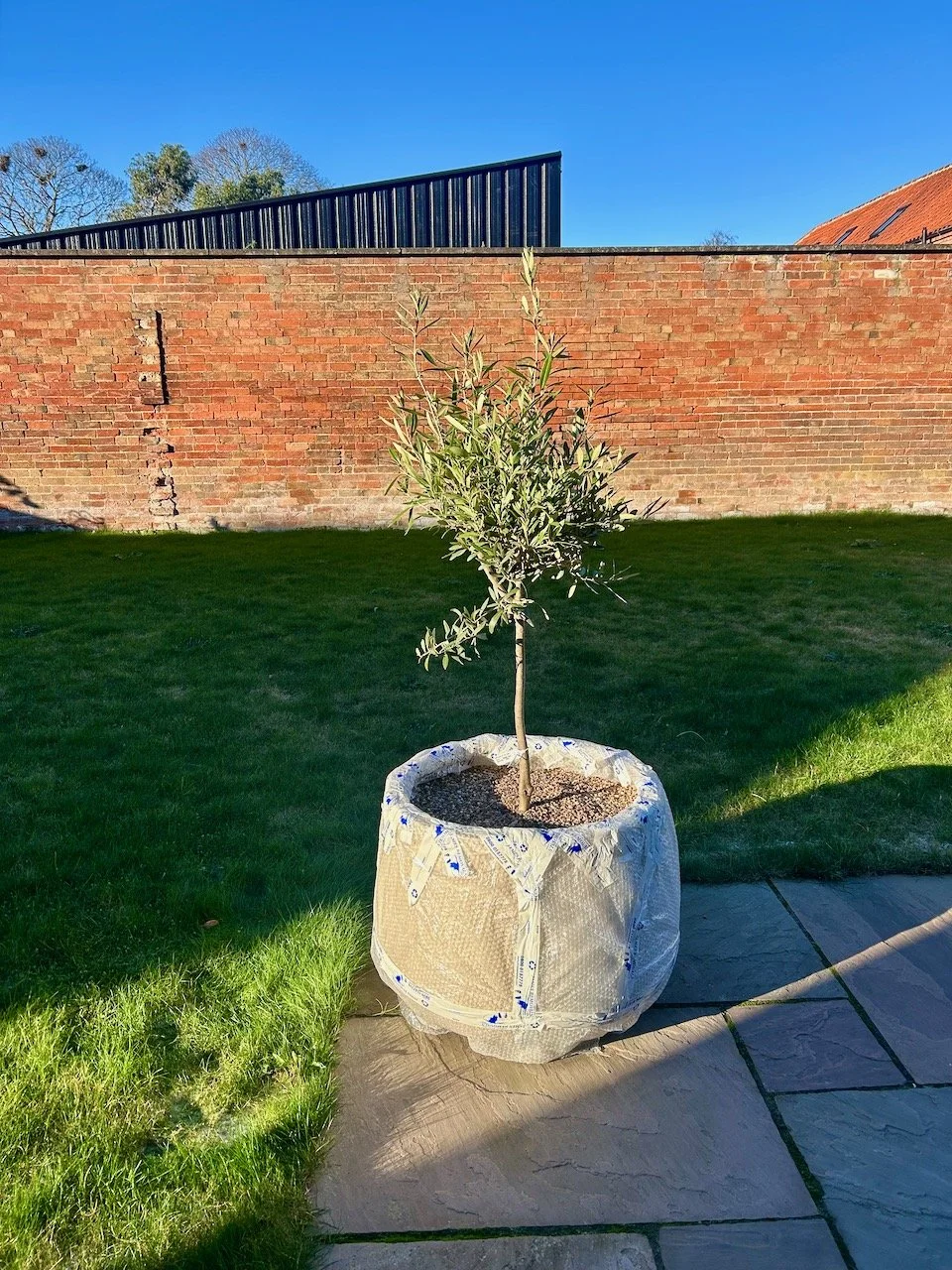 the new olive in the new pot, now bubble wrapped, in the sun with a blue sky