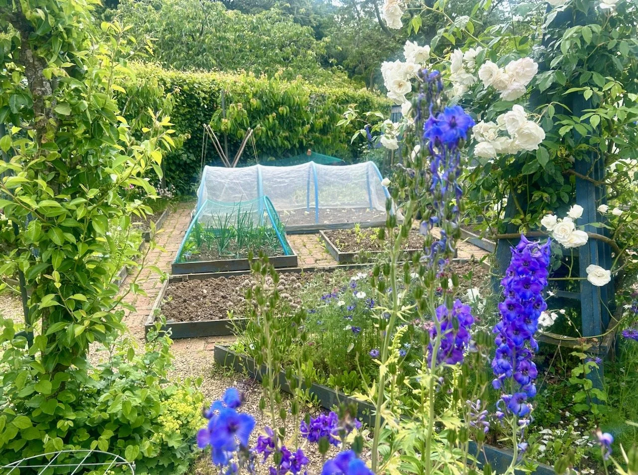 Admiring the vegetable plots at Barnsdale