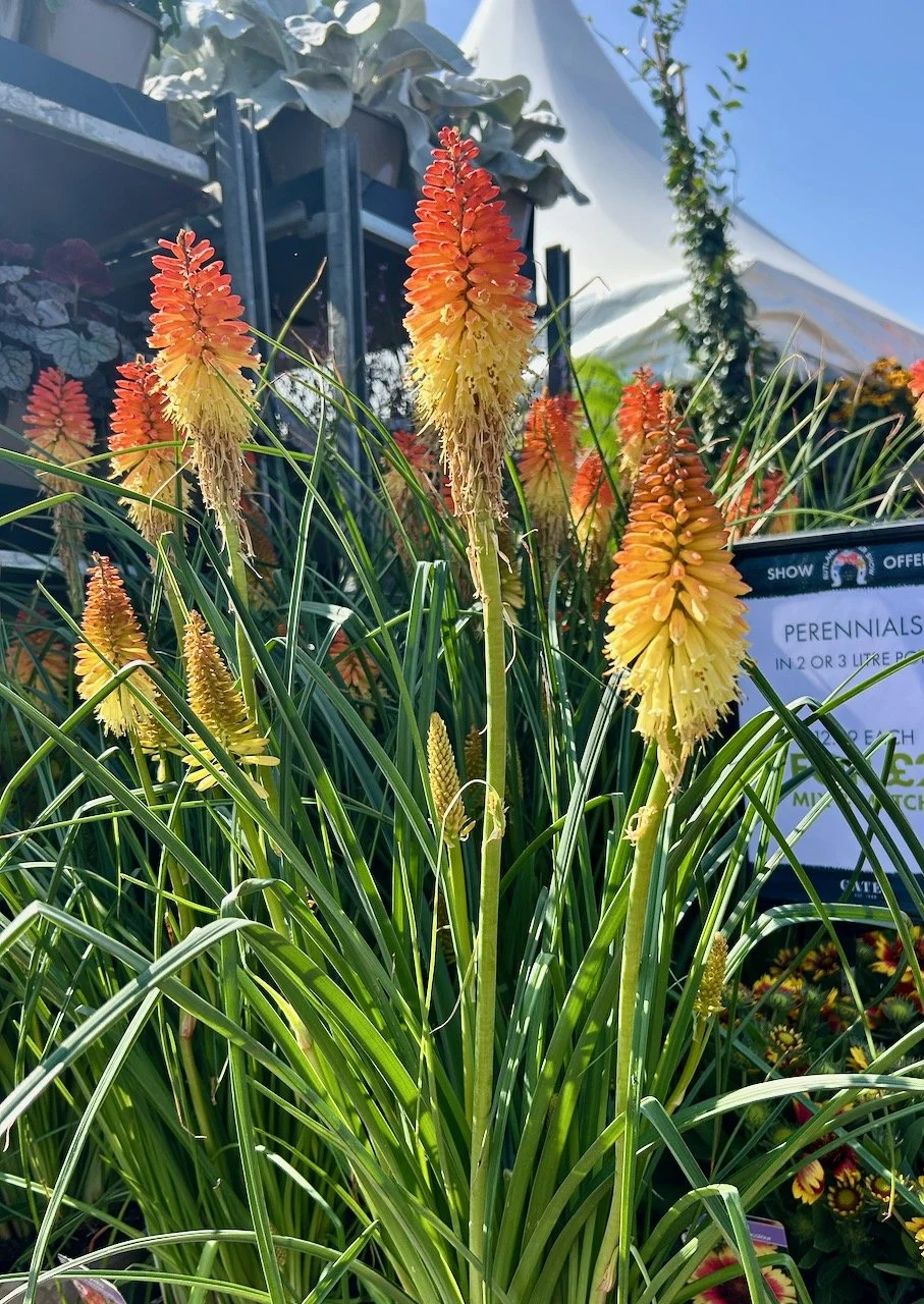 Red hot pokers in flower